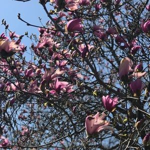 Meet your Posher, Rose